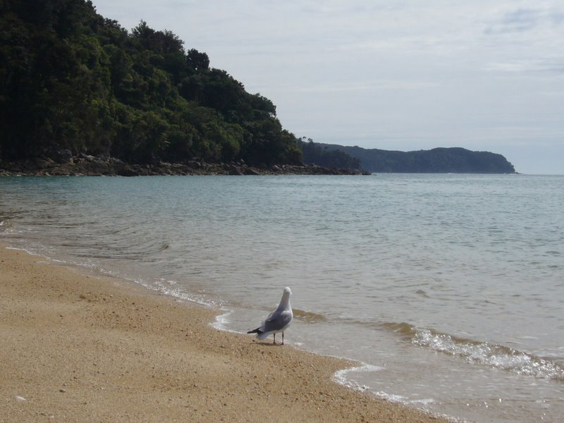 Abel Tasman